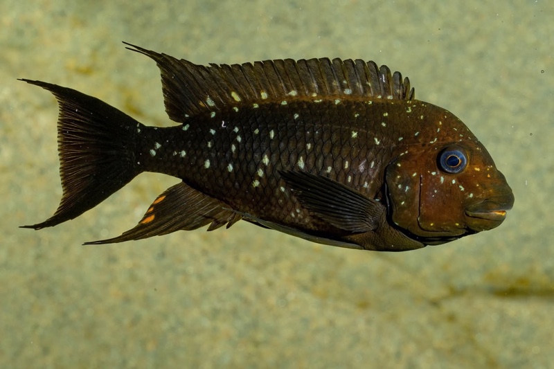 Petrochromis trewavasae 'Moliro'